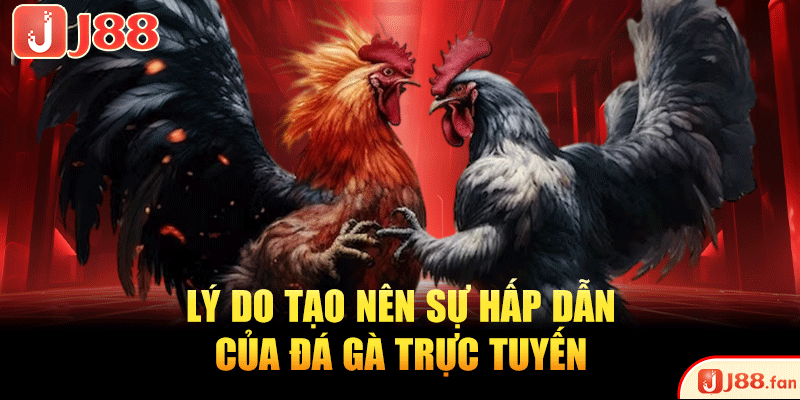 Đá Gà Trực Tuyến - Sôi Động, Kịch Tính Từng Khoảnh Khắc 3 Lý do tạo nên sự hấp dẫn của đá gà trực tuyến